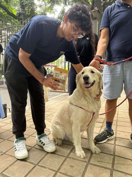 A cream Golden Retriever sitting calmly while being offered a stick