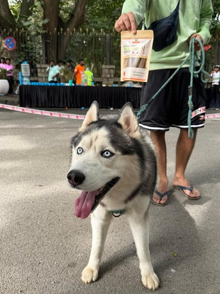 A blue-eyed Siberian Husky looking up at a pack of prebiotic sticks