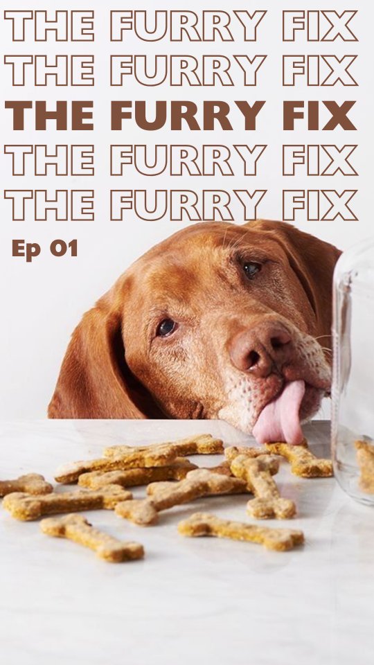If your dog smells two days after a bath, read this.